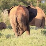 Elephant Butt