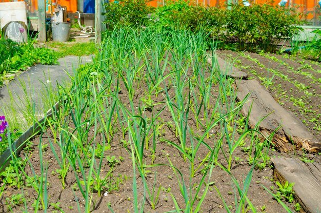 Best Companion Plants for Garlic in Raised Beds