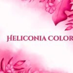 Heliconia Color