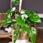 White Princess Philodendron