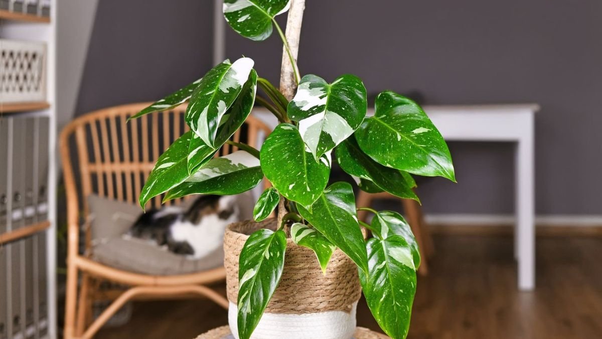 White Princess Philodendron